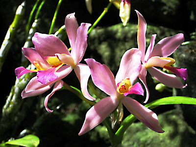 Garden of the Sleeping Giant - Orchid
