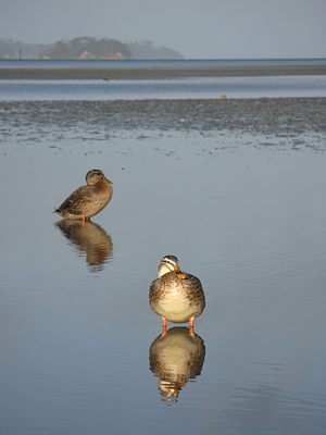Sandspit Ducks - Warkworth