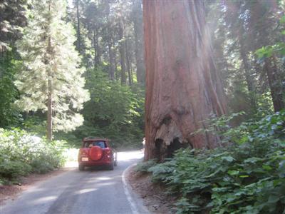 A huge Sequoia Redwood, just awesome!
