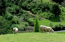 Kaihere - Picture of Sheep taken on Gregs farm -  � Michael